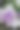 佛罗里达州迈阿密的绿色植物和鲜花。图片下载