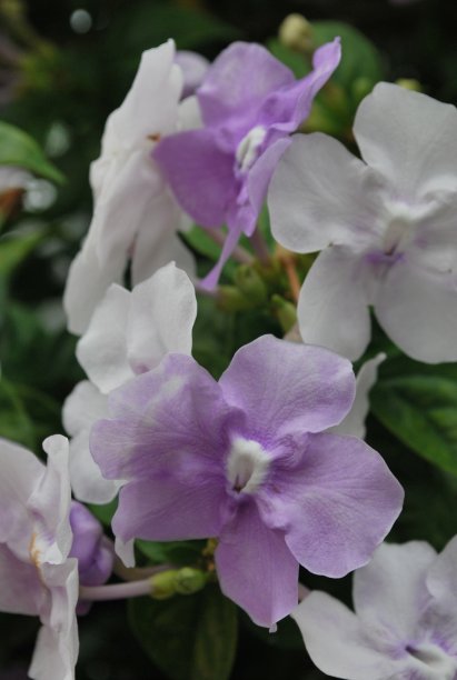 佛罗里达州迈阿密的绿色植物和鲜花。图片下载