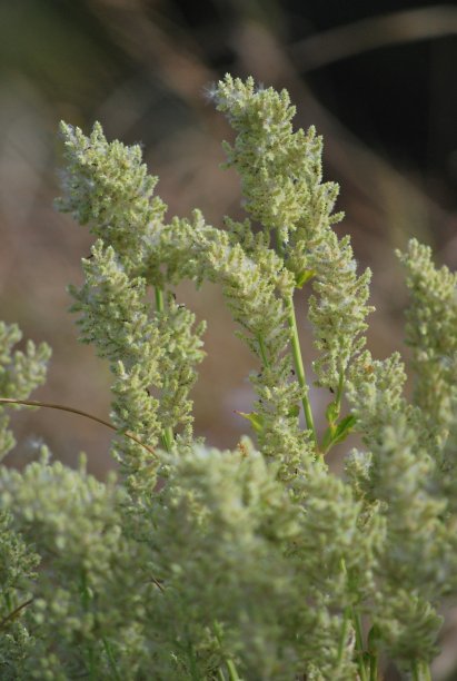 佛罗里达州迈阿密的绿色植物和鲜花。图片下载