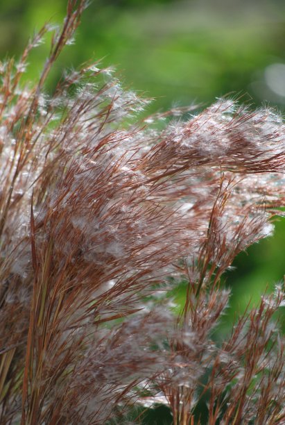佛罗里达州迈阿密的绿色植物和鲜花。图片下载