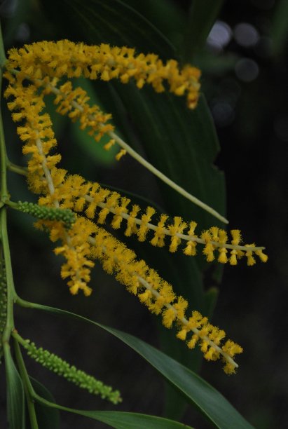 佛罗里达州迈阿密的绿色植物和鲜花。图片下载