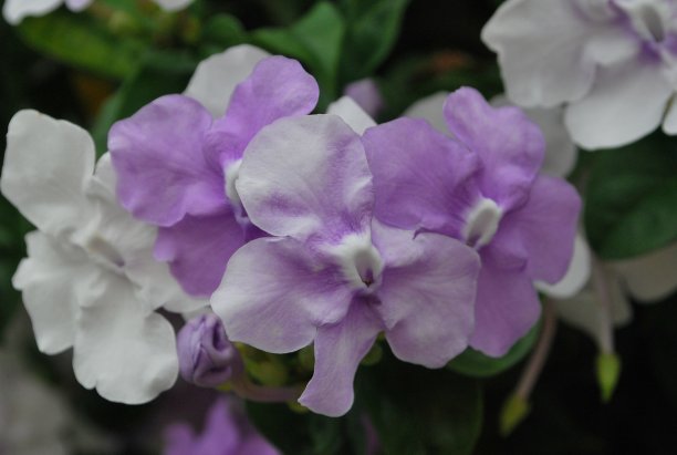 佛罗里达州迈阿密的绿色植物和鲜花。图片下载