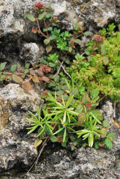 佛罗里达州迈阿密的绿色植物和鲜花。图片下载