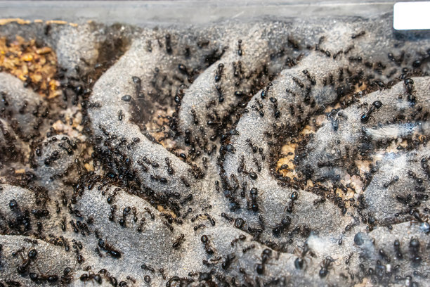 养蚂蚁图片下载