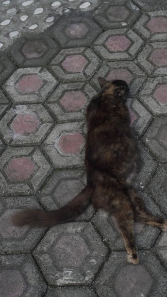 黑猫妈妈有很厚的毛，很累图片下载