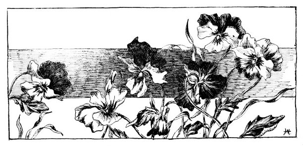 三色紫罗兰图片下载