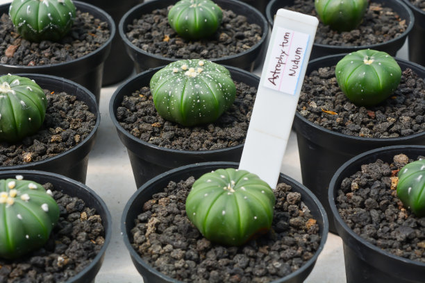 迷你仙人掌在花盆里，仙人掌植物商店。迷你仙人掌作为背景。美丽多彩的裸萼仙人掌。垂直照片，俯视图。图片下载