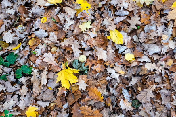 秋天的黄叶，俯视图。背景从落叶树出版，屏幕保护程序，壁纸，明信片，海报，横幅，封面，网站。高质量照片图片下载