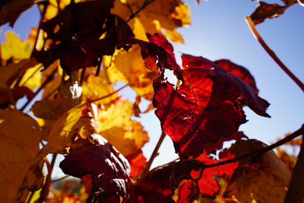 秋天的红葡萄叶子-库存照片图片下载
