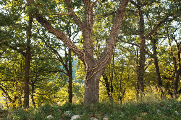 森林景观。夏季仙女森林与明亮的阳光透过树木照射出版物，海报，日历，屏幕保护程序，壁纸，帖子，横幅，封面。高质量照片图片下载