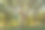 森林景观。夏季仙女森林与明亮的阳光透过树木照射出版物，海报，日历，屏幕保护程序，壁纸，帖子，横幅，封面。高质量照片图片下载