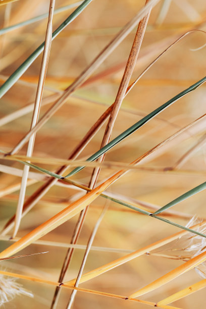 纹理干燥的野生芦苇或潘帕斯草，户外自然照片。金黄米色的极简环境图案，抽象线条，自然之美。趋势植物设计自然图案图片下载