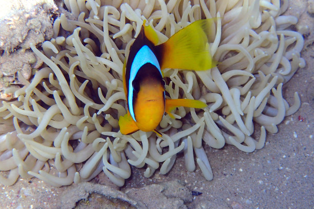 小尼莫鱼图片下载