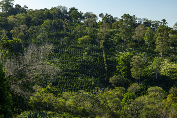 巴拿马的咖啡农场-库存照片图片下载