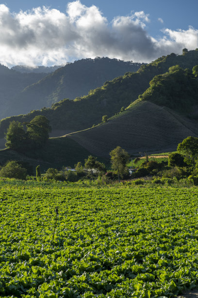 有机蔬菜农场-库存照片图片下载