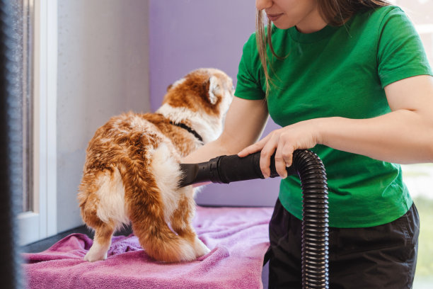高加索女人的剪短照片，她正在晒狗毛图片下载