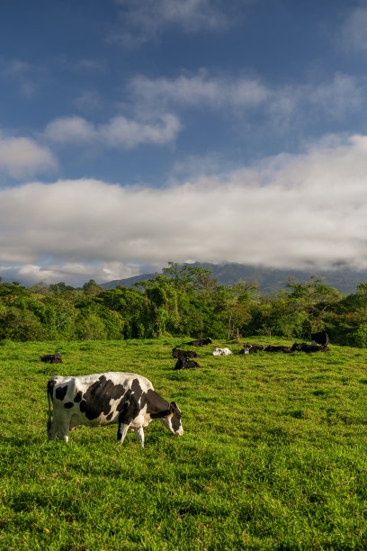 黑色和白色的奶牛在绿色的草地-股票照片图片下载
