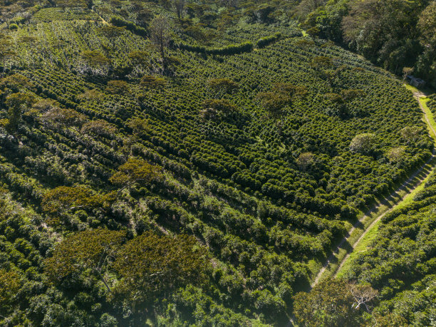 咖啡农场在波奎特，巴拿马-股票照片图片下载