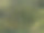 咖啡农场在波奎特，巴拿马-股票照片图片下载