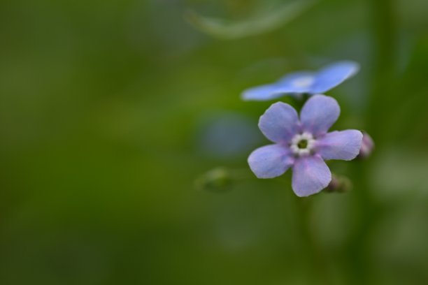 蓝色勿忘我花为背景，天空色花以绿色为背景，傍晚夏夜，特写花以模糊为背景，自然发展，照片为灵感图片下载