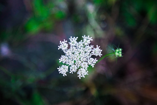 白色茴香花特写与模糊的绿色自然背景。孤立开花蓍草植物俯视图。背景有机图片。药用植物种植。维生素和生物概念。图片下载