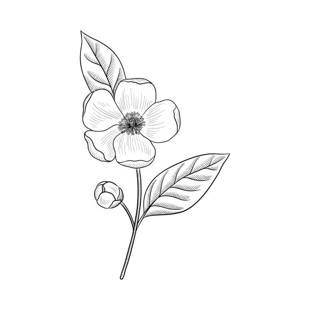 矢量绘制的茶树花图片下载