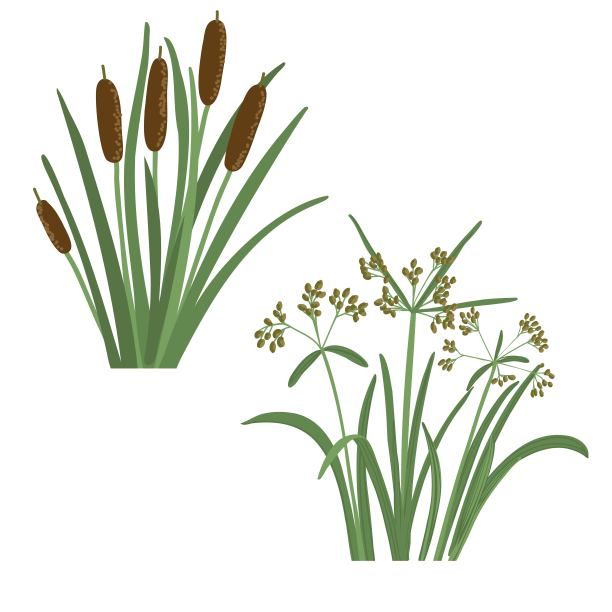 矢量绘制野生植物，木棒灯心草图片下载