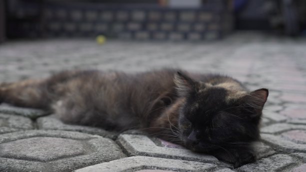 黑猫妈妈有很厚的毛，很累图片下载