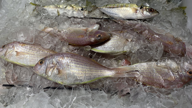 近距离观看市场上陈列的新鲜海鱼。海鲜的概念图片下载