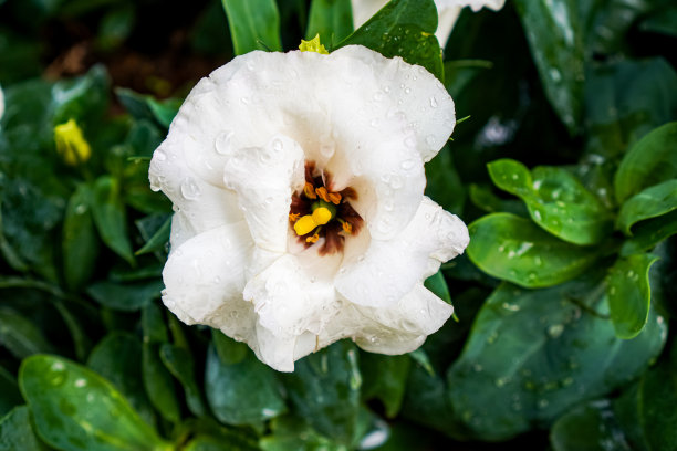 泰国清迈，一个公共花园中种植的白色百合的特写照片。图片下载