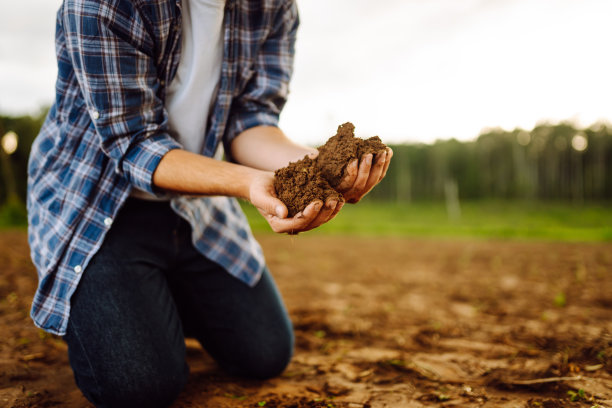 在种植蔬菜种子或植物幼苗之前，男性用手检查土壤的健康状况。图片下载