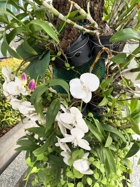 泰国种植兰花/白色兰花的图片，花盆系在树干上，展示了美丽的兰花在自然环境中开花图片下载