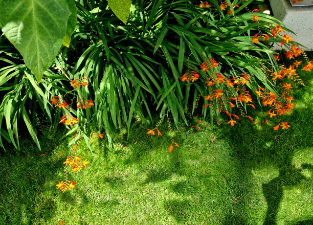 从7月中旬开始，至少一个月，管状钟形，宽开的火红色花朵和金橙色的底花开放。茎部微微倾斜，给人一种放松的感觉。图片下载