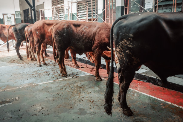 奶牛排成一排的后视图，作为背景，用于农场动物杂志图片下载
