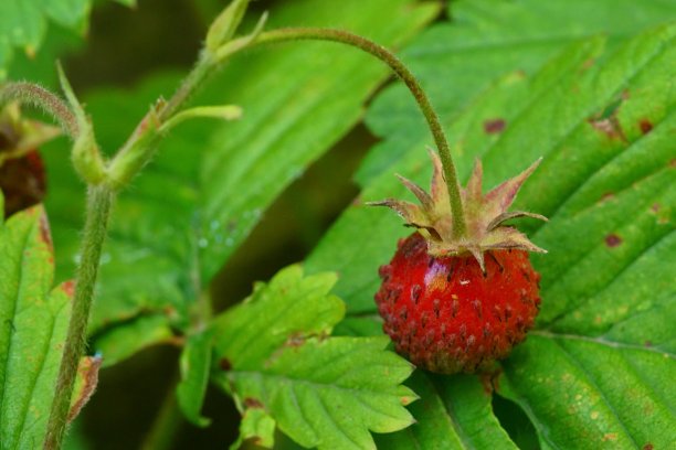 树枝上红草莓的微距照片;草莓属Vesca图片下载