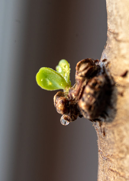 微距照片，植物在窗台上，幼苗生长在土壤与阳光背景图片下载