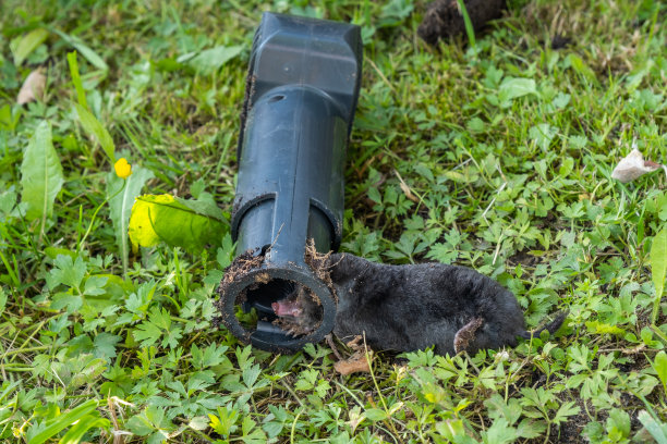 绿色草坪上的陷阱里的黑鼹鼠，特写图片图片下载