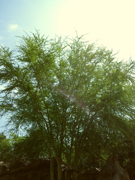 郁郁葱葱的绿色植物和树木在2024年春天的户外自然散步的穆迪电影照片图片下载