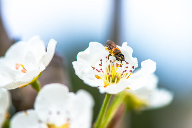 大自然的和谐:白花上蜜蜂的详细宏观图片下载