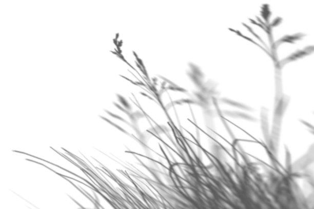 阴影来自植物，草，叠加效果。现实的灰色阴影在白色的背景。适用于产品展示，照片，背景。太阳的光。3 d渲染。图片下载