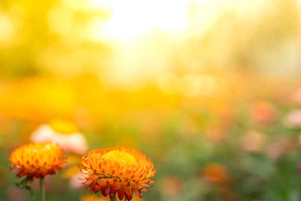 彩色花朵的背景图像图片下载