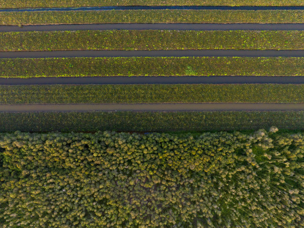 菠萝田的抽象照片种植在仙人掌森林的边缘图片下载