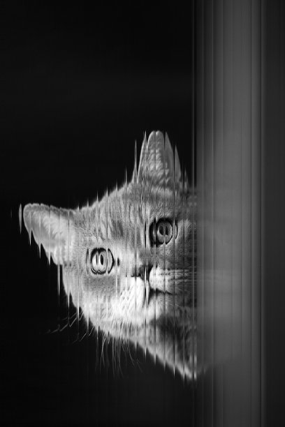 抽象艺术猫照片在黑色背景图片下载