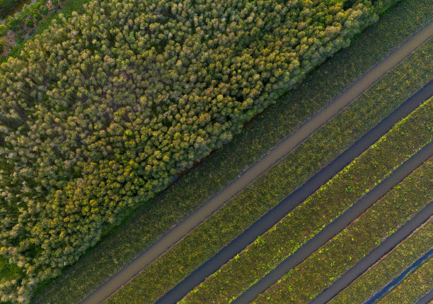 菠萝田的抽象照片种植在仙人掌森林的边缘图片下载