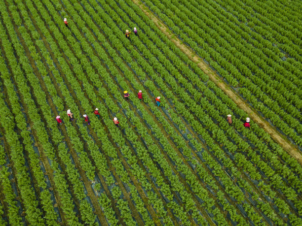 有机农场工人收割蔬菜的航拍照片图片下载