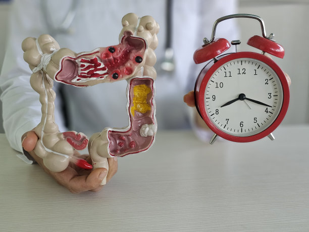 白色桌子上的人体结肠模型和红色闹钟图片下载