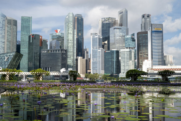 睡莲池里的天际线倒影图片下载