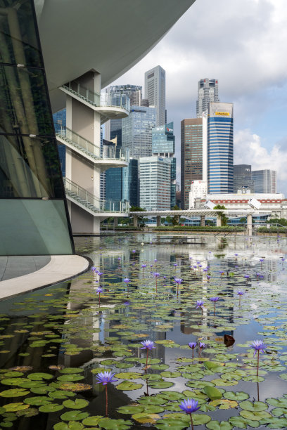 睡莲池里的天际线倒影图片下载