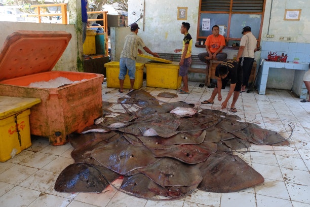 渔民在鱼类拍卖会上捕获的黄貂鱼。黄貂鱼是一种海洋商品，具有很高的销售价值。图片下载