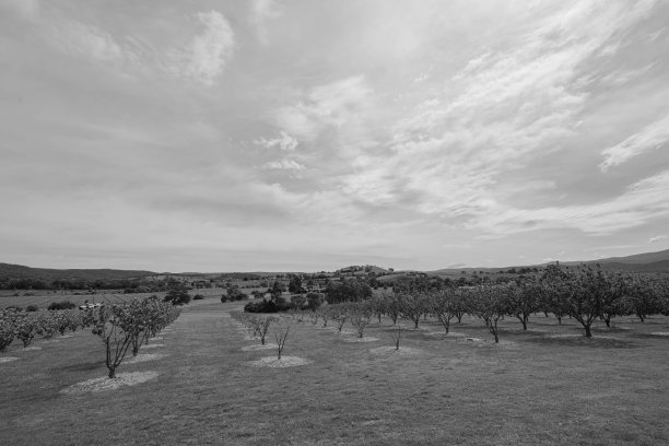 黑白相间的果园里种满了橘子树和苹果树图片下载